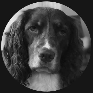 Emmy, an English Springer Spaniel
